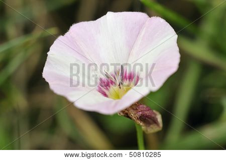 Field Bindweed