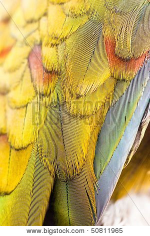 Colorful Macaw Plumage Closeup