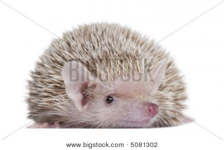 น้อยเกมส์ทำอาหาร Tenrec - Echinops Telfairi