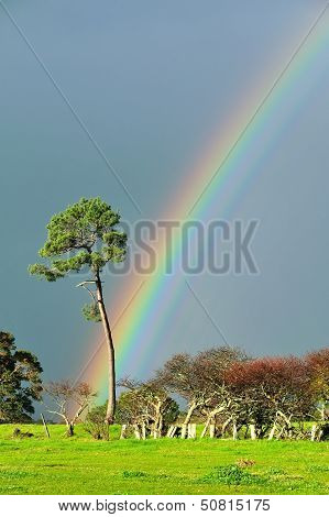 Serious Rainbow