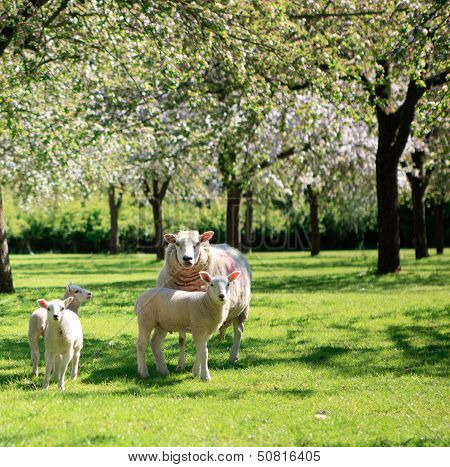 Sheep in the beautiful orchard