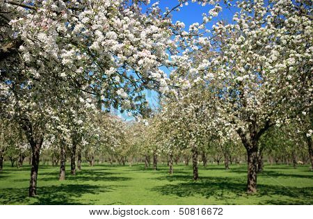 Beautiful orchard in blossom