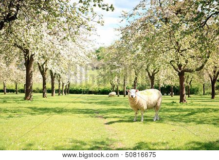 A sheep in the beautiful orchard