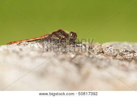 Common Darter - macro shot