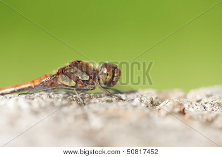 Common Darter - super macro