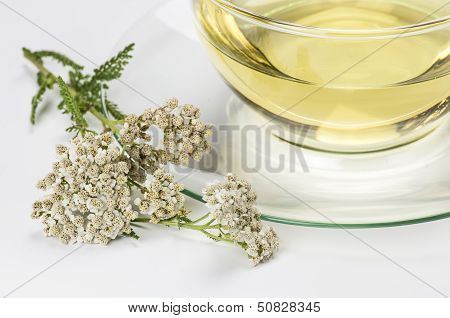 Fresh blossom of common yarrow