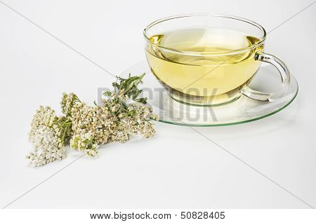 Fresh tea of common yarrow