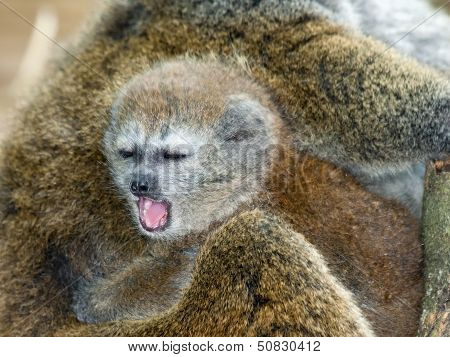 Lac Alaotra gentle lemur