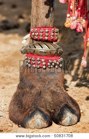 Decorated Camel Foot