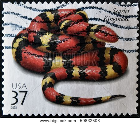 United States Of America - Circa 2003: A Stamp Printed In Usa Shows A Scarlet Kingsnake, Circa 2003