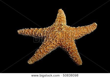 Starfish On Black