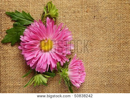 Pink aster on canvas