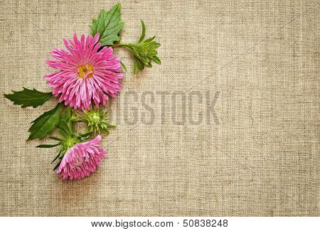 Pink Asters On Canvas