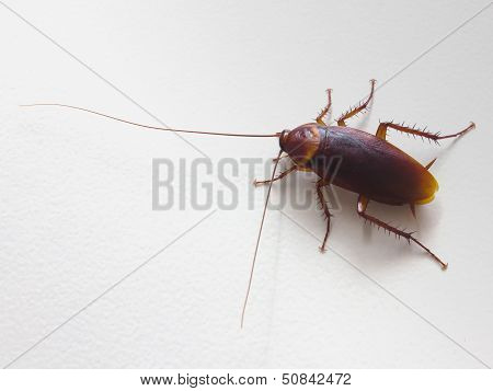 Cockroach