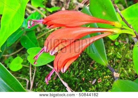 Wild Flowers In Forest