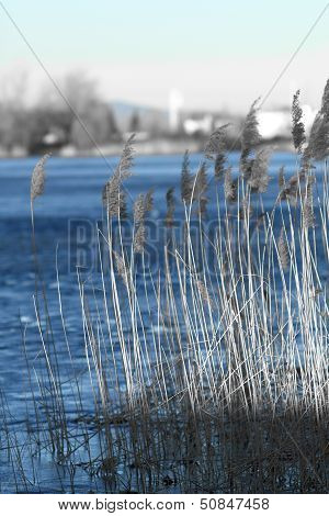 Reed In Frozen Lake
