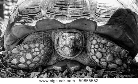 Sulcata Tortoise