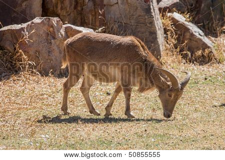 Barbary Sheep