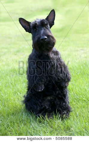 Scottish Terrier Puppy auf dem Rasen.