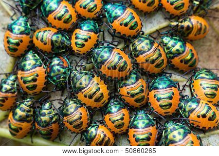 Jewel beetles swarm under a tree leaf