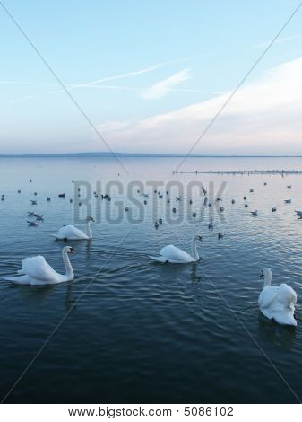 Labutě v Balaton