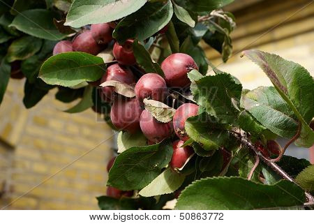 Red Apples On  Branch
