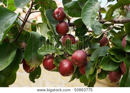 Red Apples On  Branch
