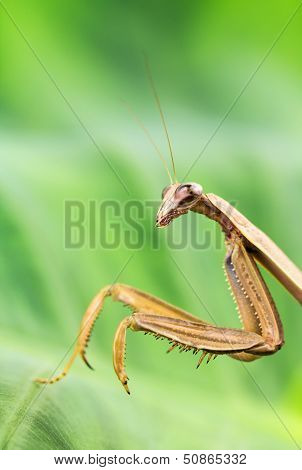 Close-up Of Praying Mantis.
