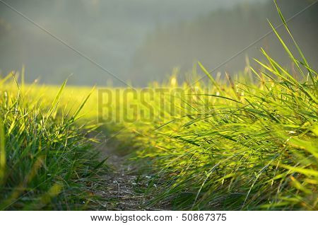 Green Meadow In The Sunshine In The Evening