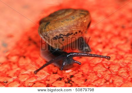 Snails