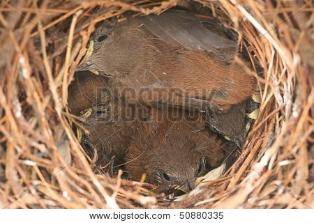 Baby Birds - House Wrens
