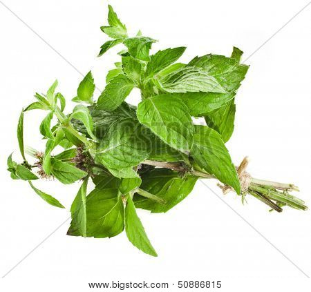 Bunch Oregano or Marjoram Herb (origanum majorana ) isolated on white 