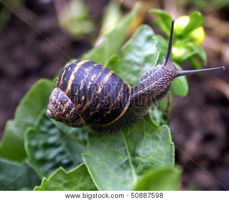 snail