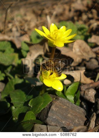 Bee op een bloem