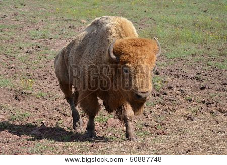 White bison walking