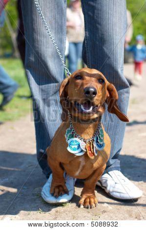 Dachshund com prêmios de caçador
