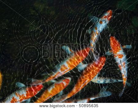 Koi Fish With Water Ripple
