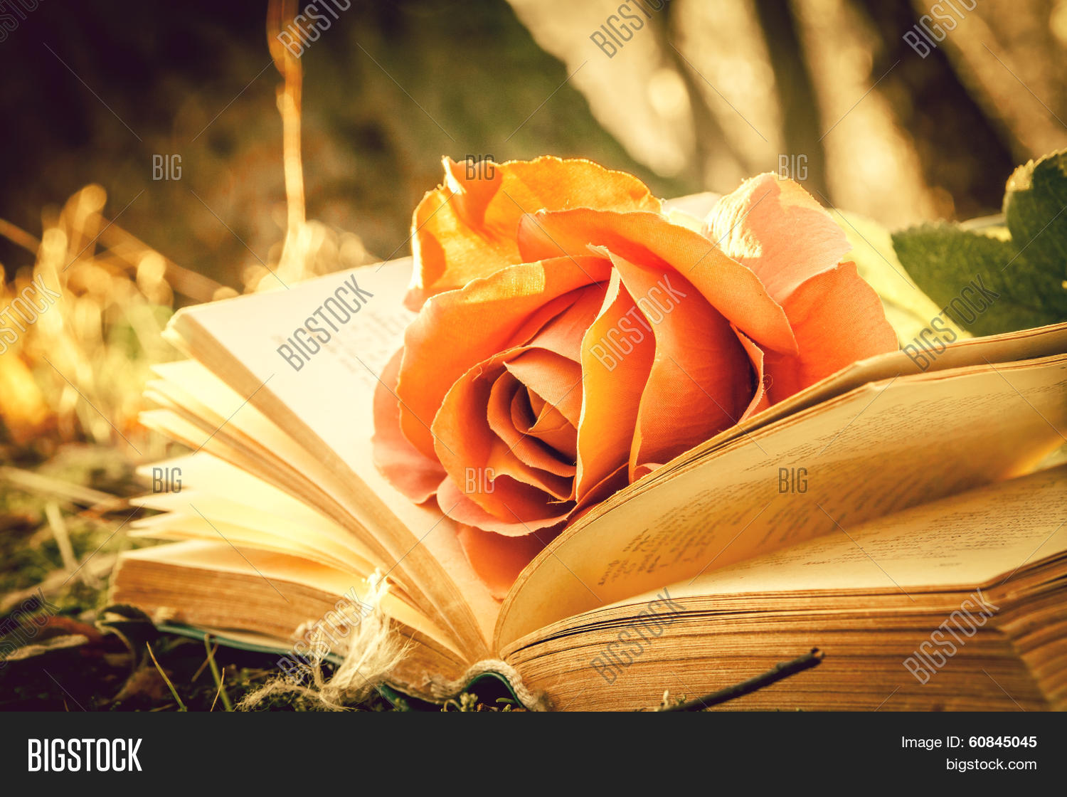 Book Rose Image & Photo (Free Trial) Bigstock