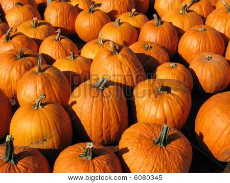 Pumpkin Patch