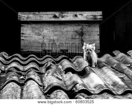Kitty
