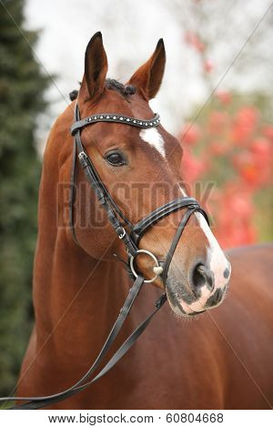 Nice Big Horse With Perfect Hair Style