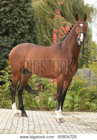 Beautiful Dutch Warmblood With Perfect Hair Style