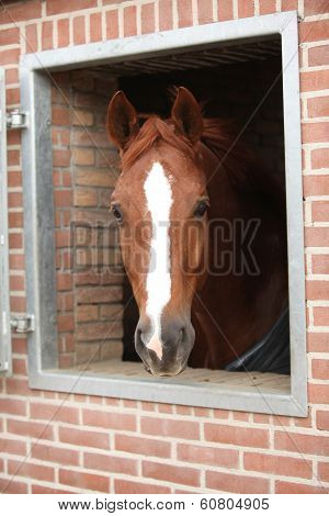Nice Big Horse Looking At You