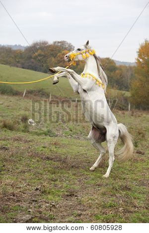 Gorgeous Arabian Stallion Prancing