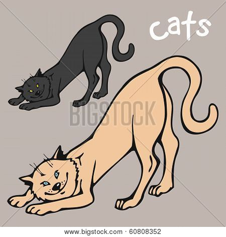 playing cat