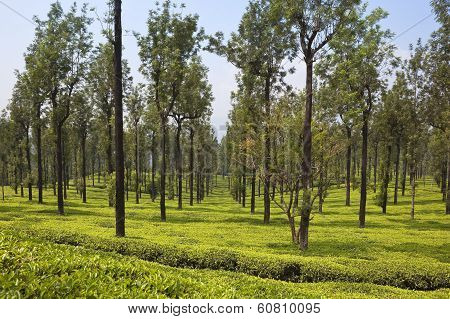 Silk Oak Trees And Tea