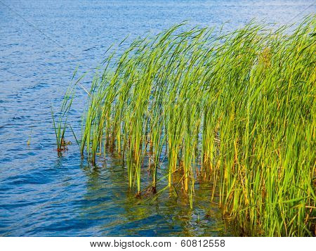 Lake Grass