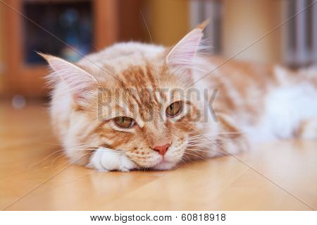 Maine Coon Kitten lying on the floor
