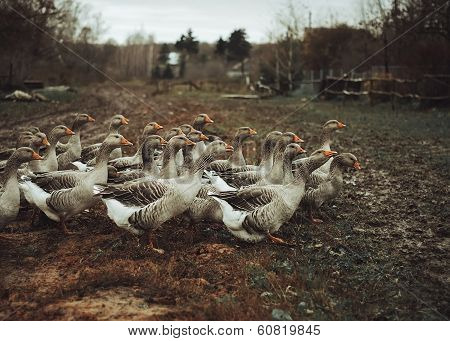 A flock of gray geese