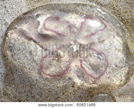 jellyfish